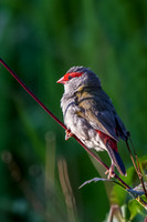 Red-browed Finch