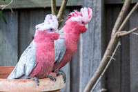Galah