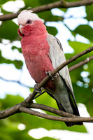 Galah