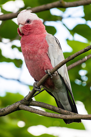 Galah
