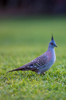 Crested Pigeon