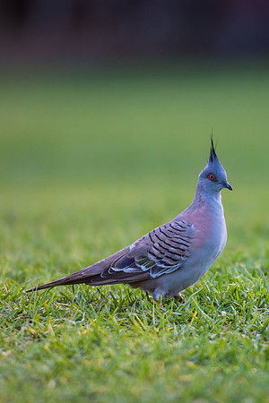 Crested Pigeon