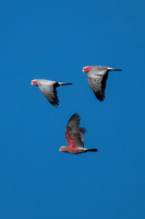 Galah
