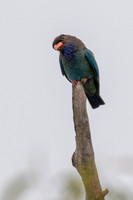 Dollarbird