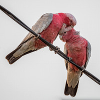 Galah