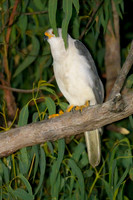 Grey Goshawk