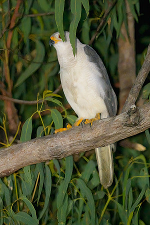 Grey Goshawk