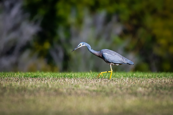 White-faced Heron