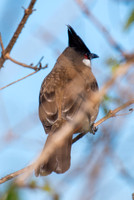 Red-whiskered Bulbul