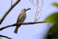 Graceful Honeyeater