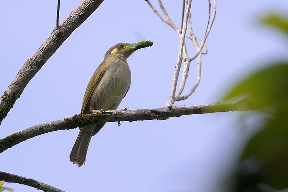 Graceful Honeyeater