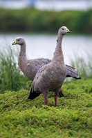 Cape Barron Goose