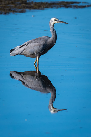 White-faced Heron