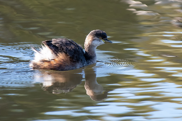 Australasian Grebe