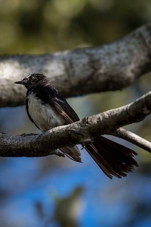 Willie Wagtail