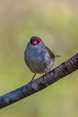 Red-browed Finch
