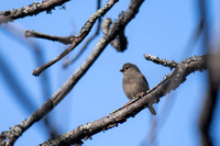 Red-browed Finch