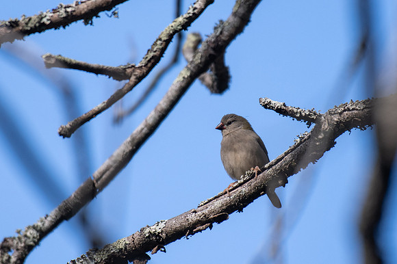 Red-browed Finch