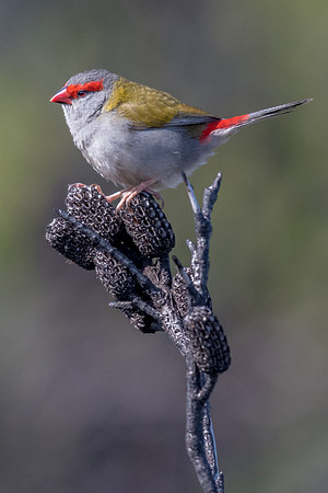 Red-browed Finch