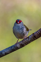 Red-browed Finch
