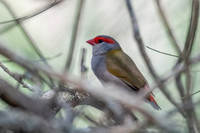 Red-browed Finch