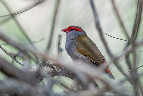 Red-browed Finch