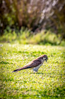 Nankeen Kestrel