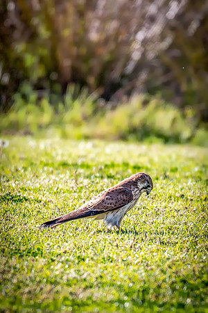 Nankeen Kestrel