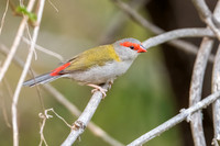 Red-browed Finch
