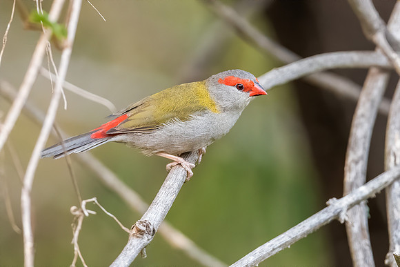 Red-browed Finch
