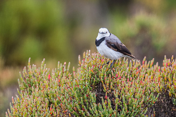 White-fronted Chat