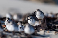 Curlew Sandpiper