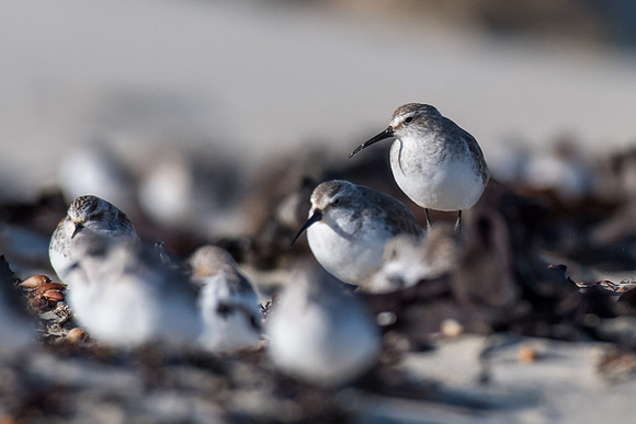 Curlew Sandpiper
