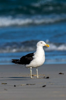 Kelp Gull