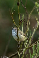 Brown Thornbill