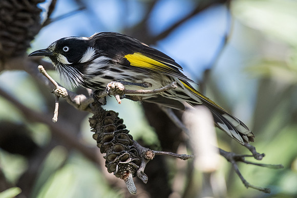 New Holland Honeyeater