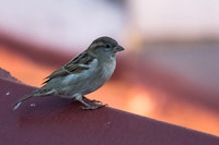 House Sparrow
