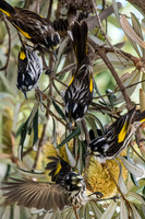New Holland Honeyeater