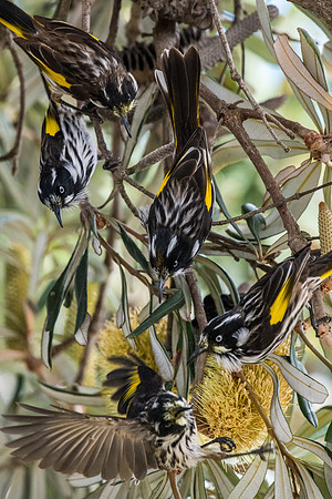New Holland Honeyeater