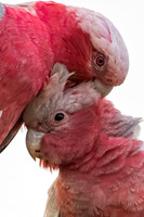 Galah