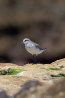 Red-necked Stint