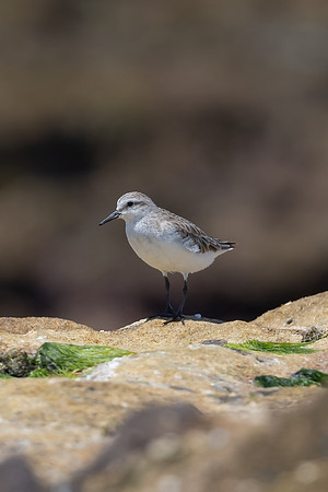 Red-necked Stint