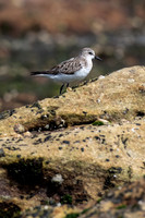 Red-necked Stint