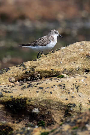 Red-necked Stint