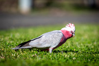 Galah