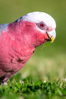 Galah