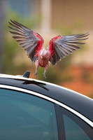 Galah