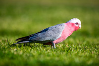 Galah