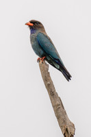 Dollarbird