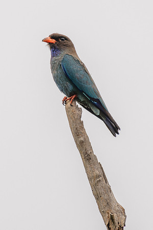 Dollarbird